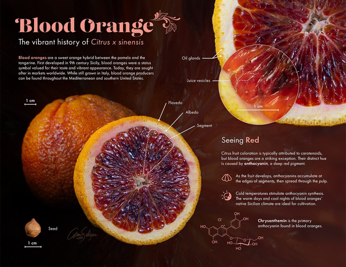 Blood Orange