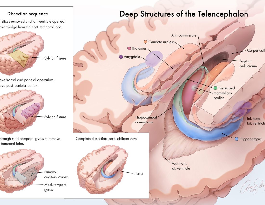 Deep Structures of the Telencephalon